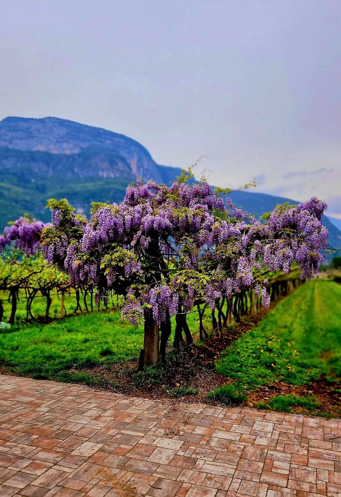 메조코로나 Antico Fienile Agritur 빌라 외부 사진